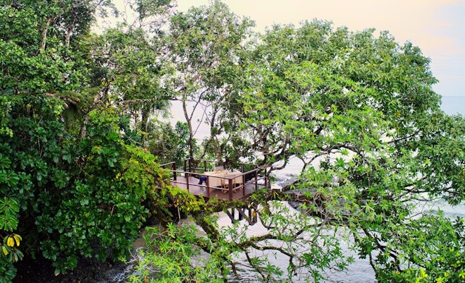 Treetop Dining