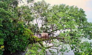 Treetop Dining