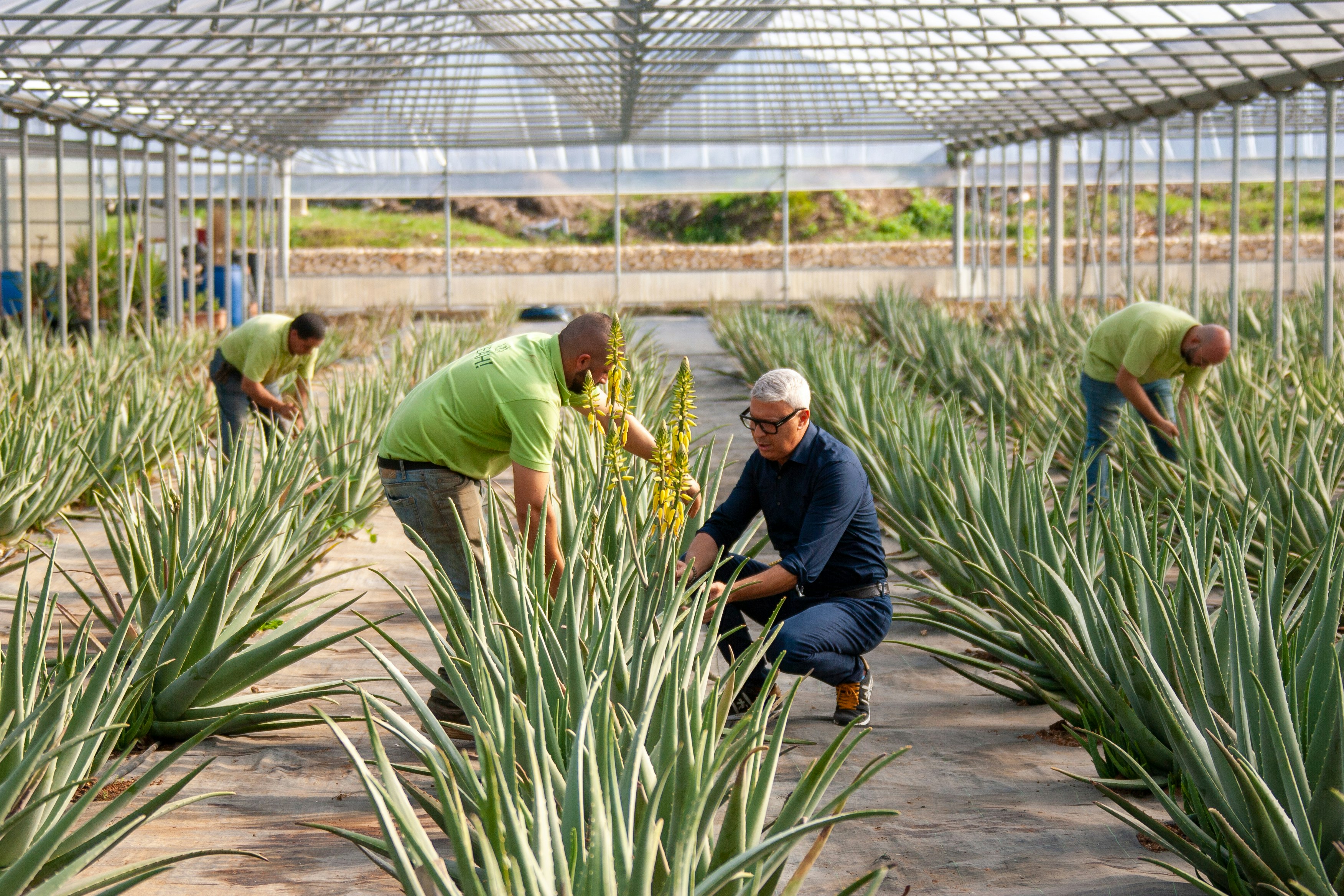 Aloe Vera Greenhouse