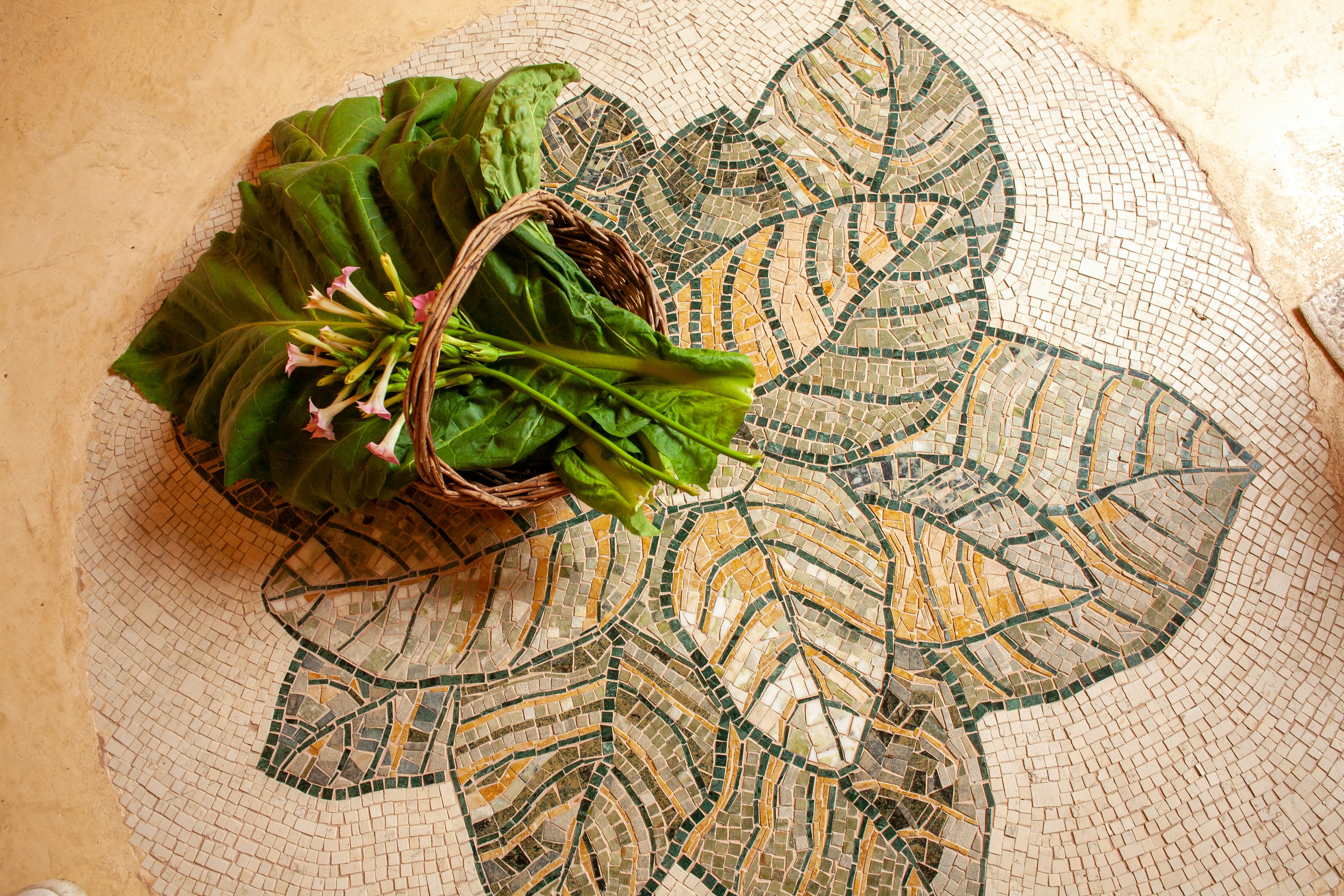 Tobacco Junior Suite Superior