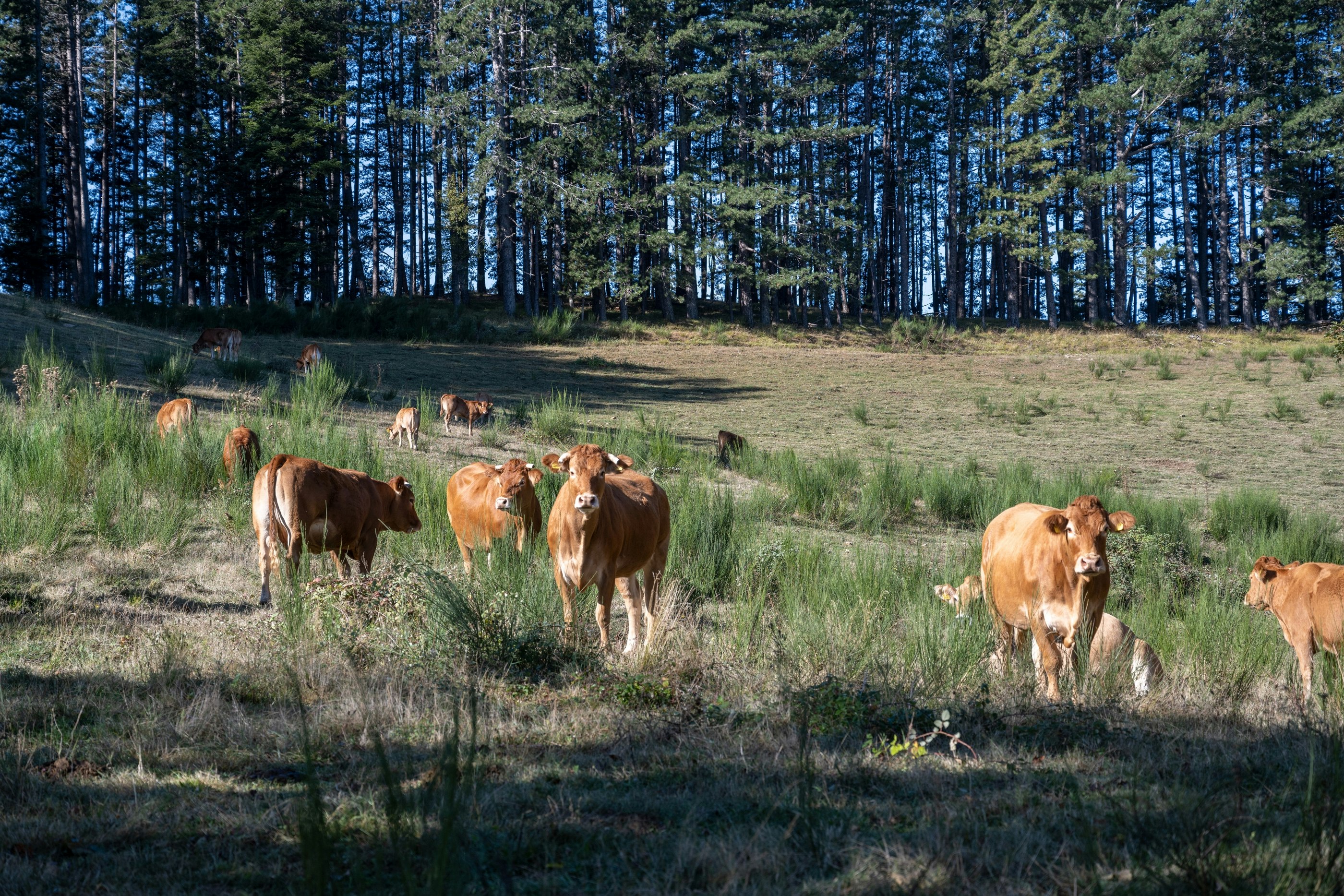 Cheesemaking Experience