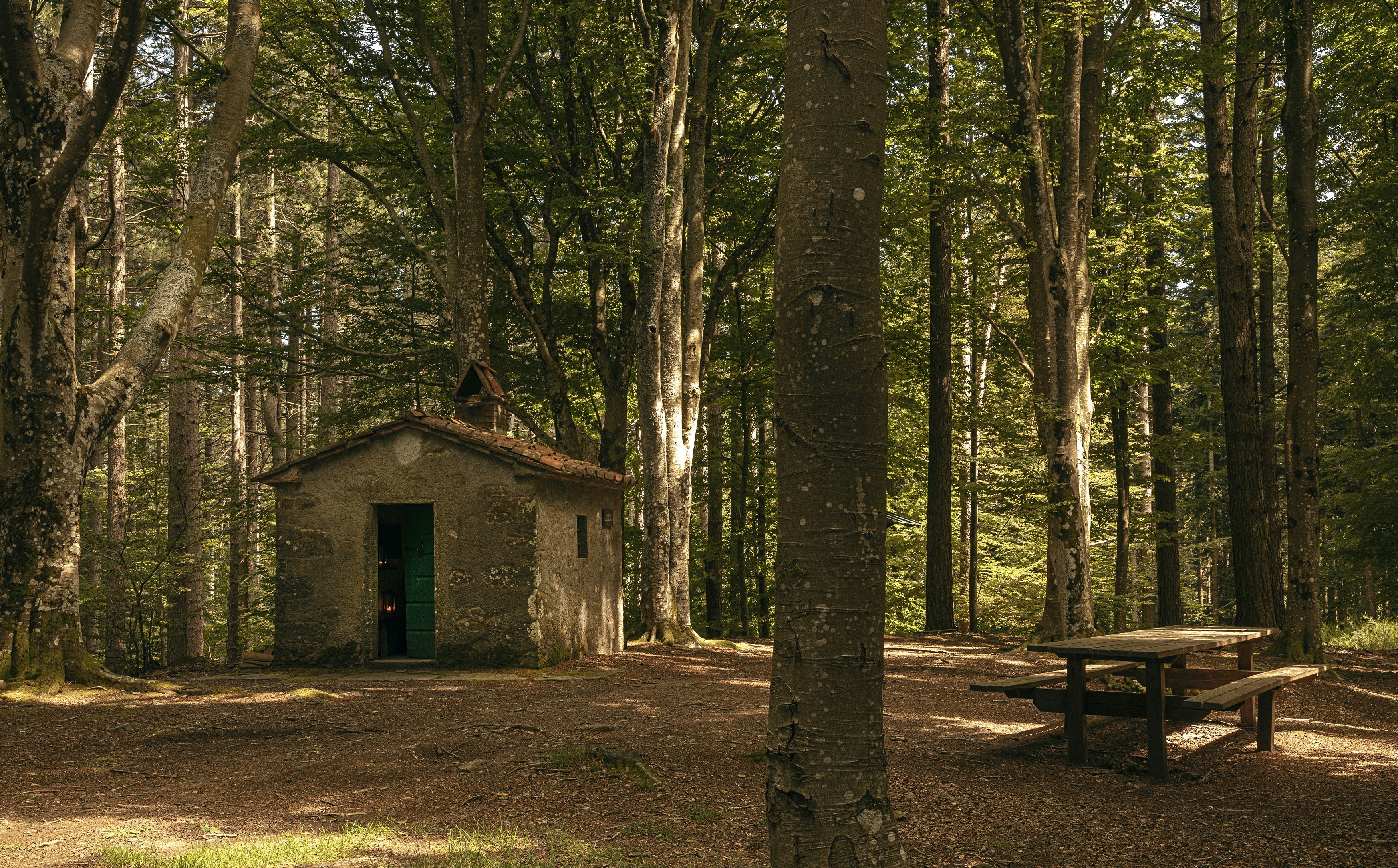 Forest Bathing Activity