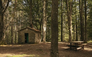 Forest Bathing Activity