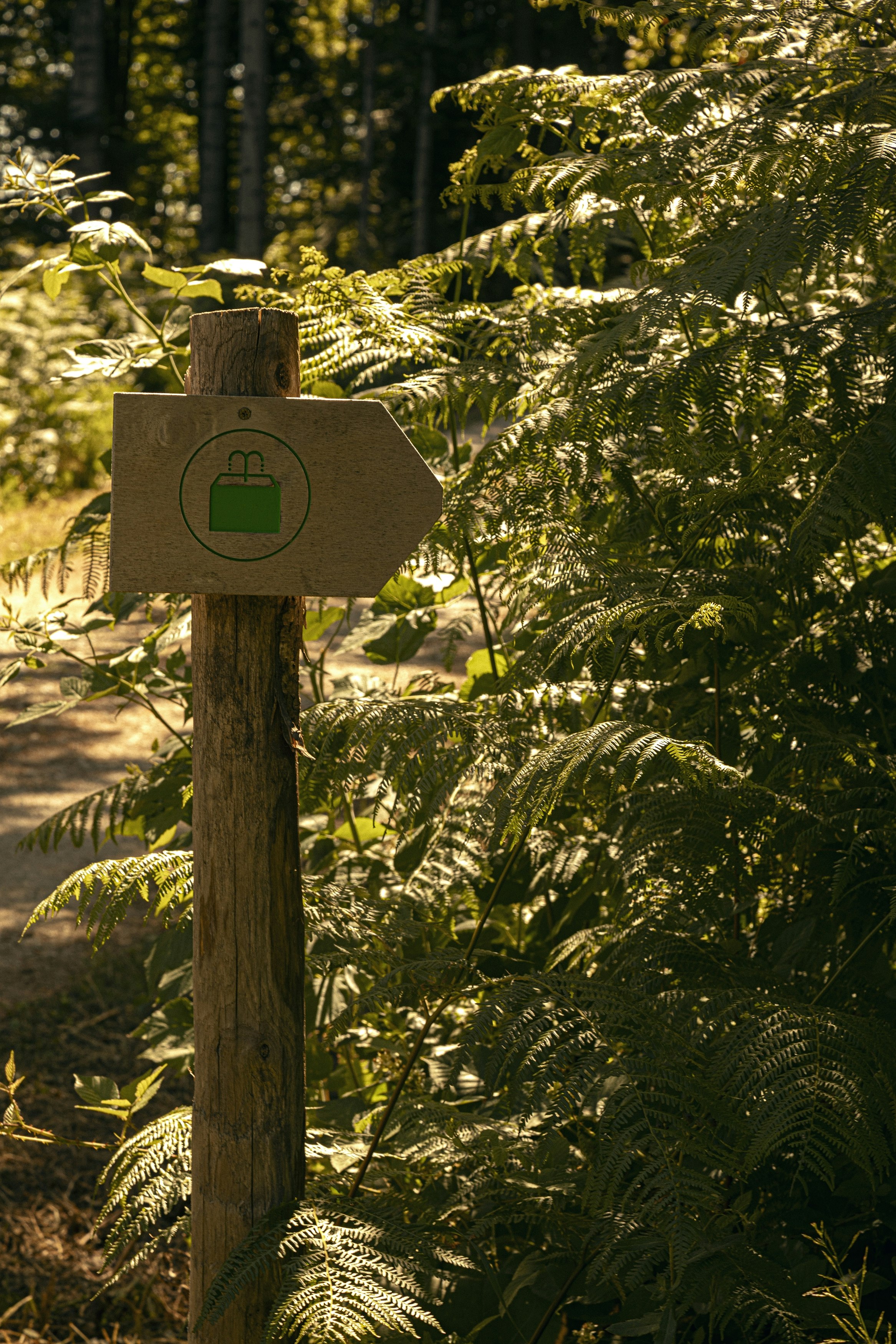 Forest Bathing Activity