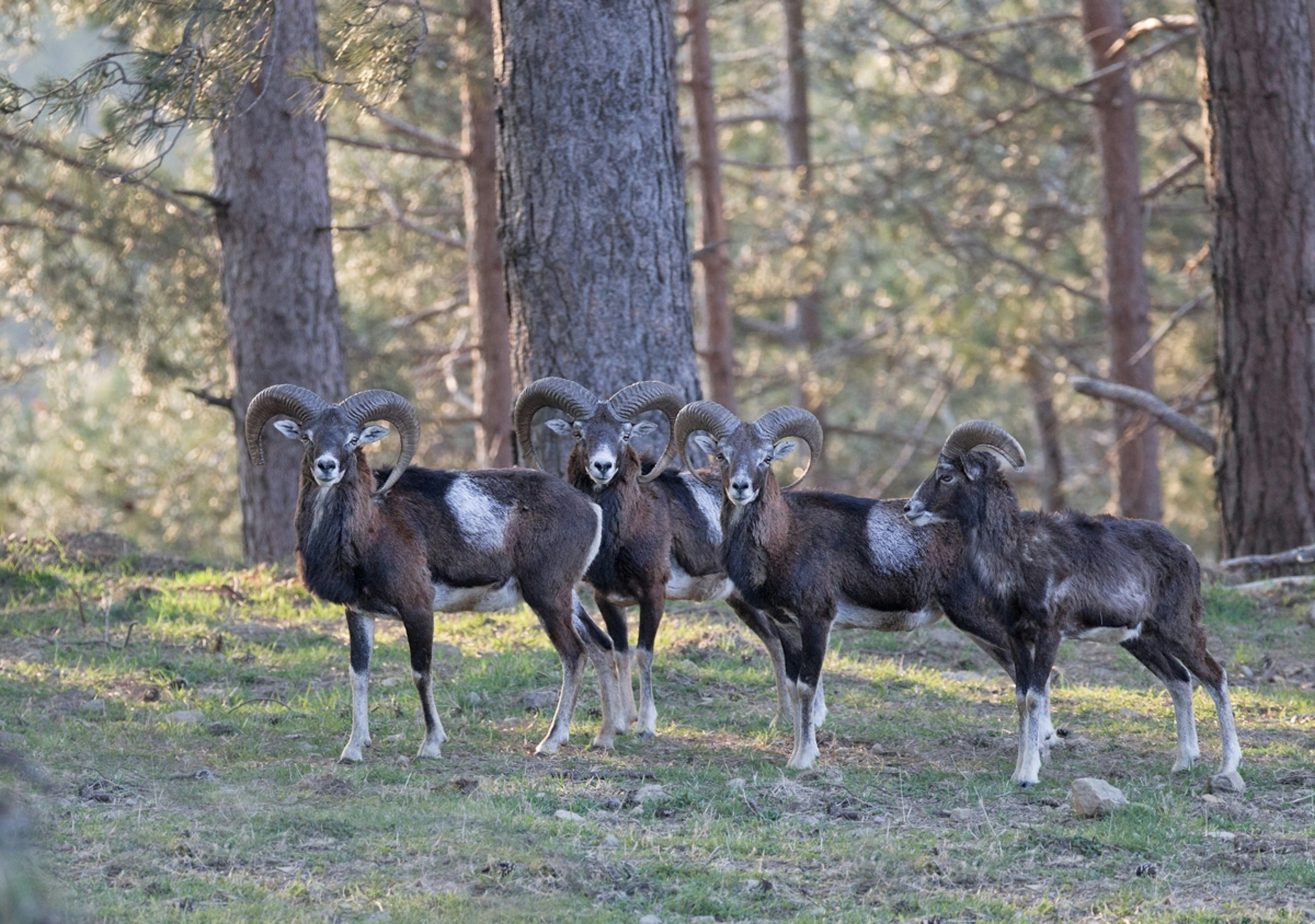 Oasyhotel Wildlife Tour
