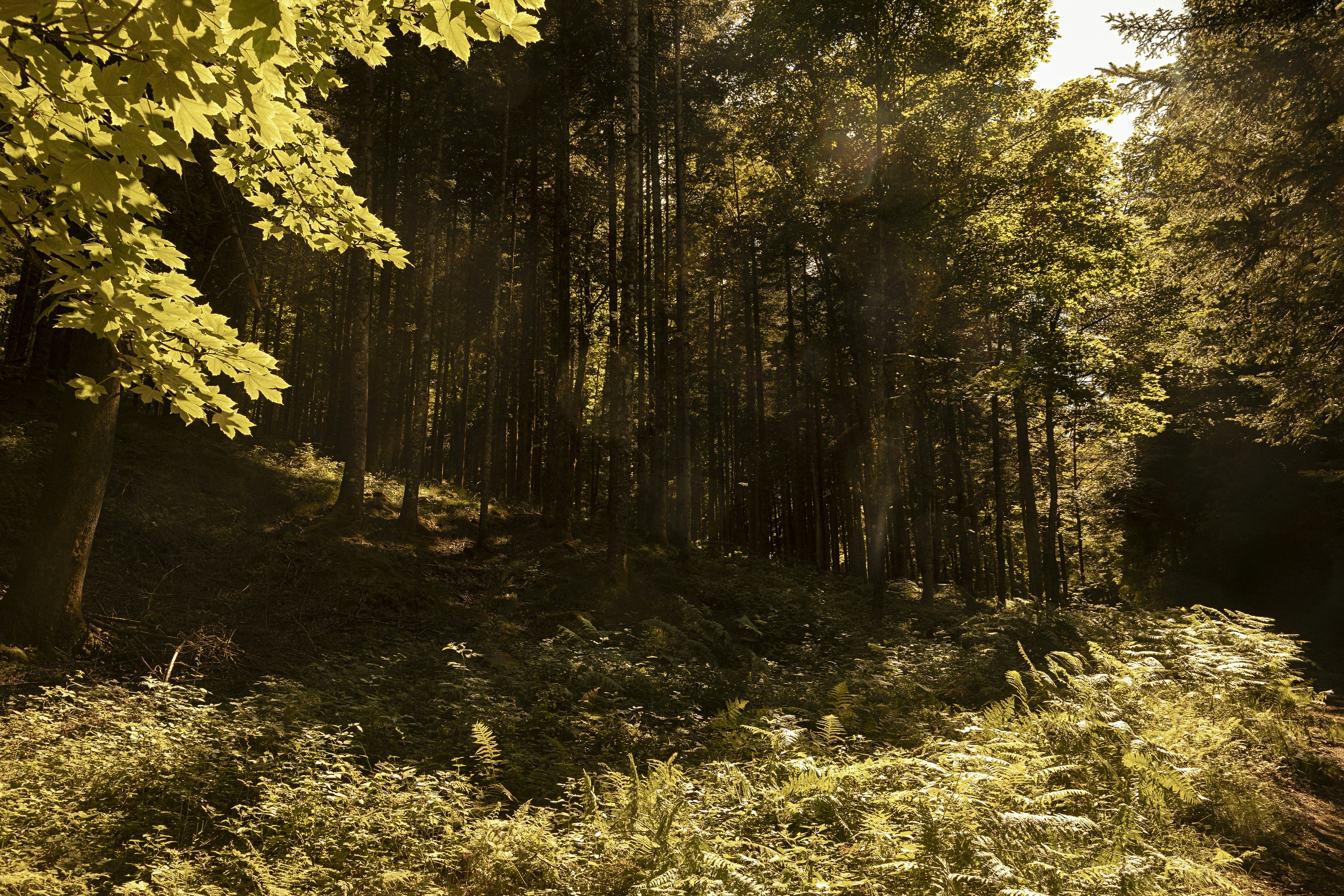 Forest Bathing Activity