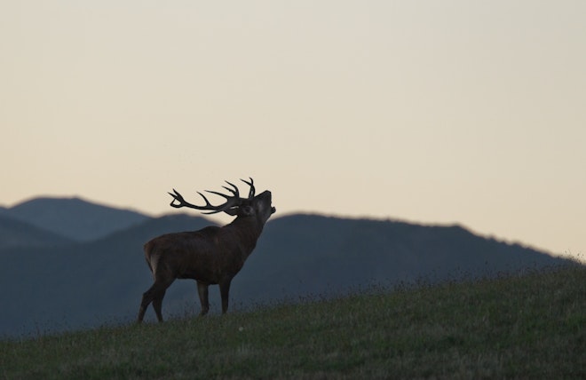 Oasyhotel Wildlife Tour
