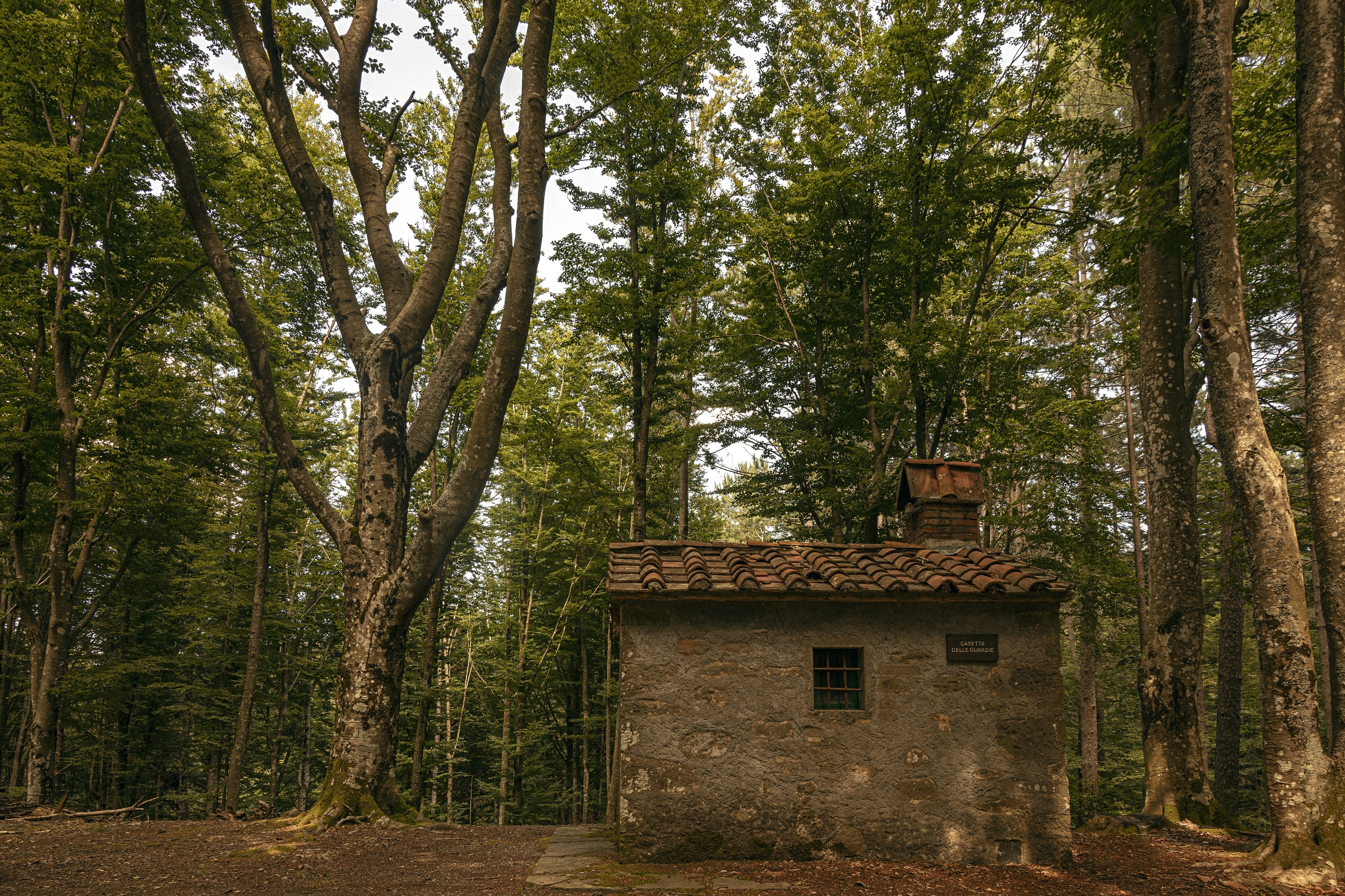 Forest Bathing Activity