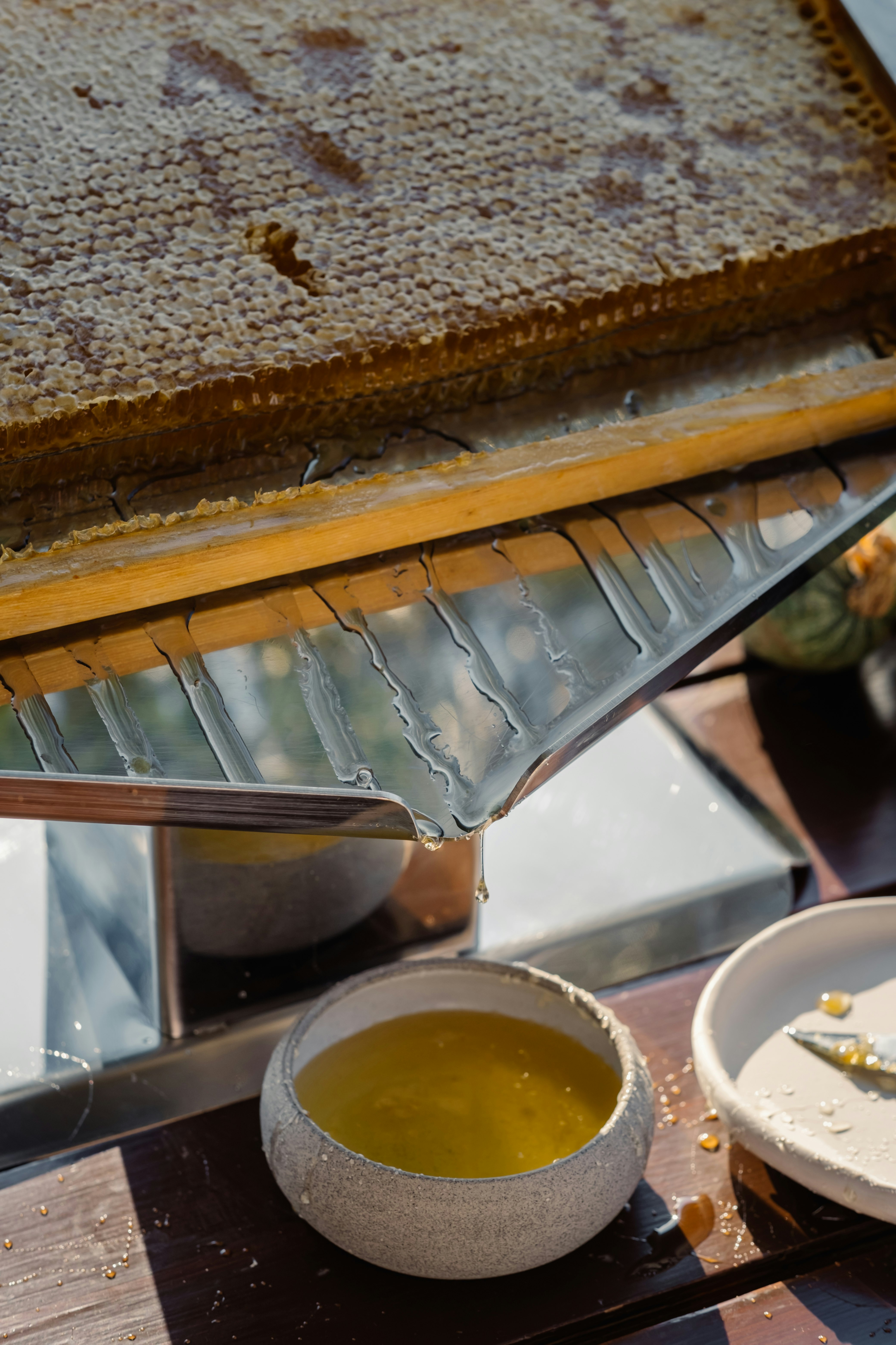 Phaea Plan Bee Experience