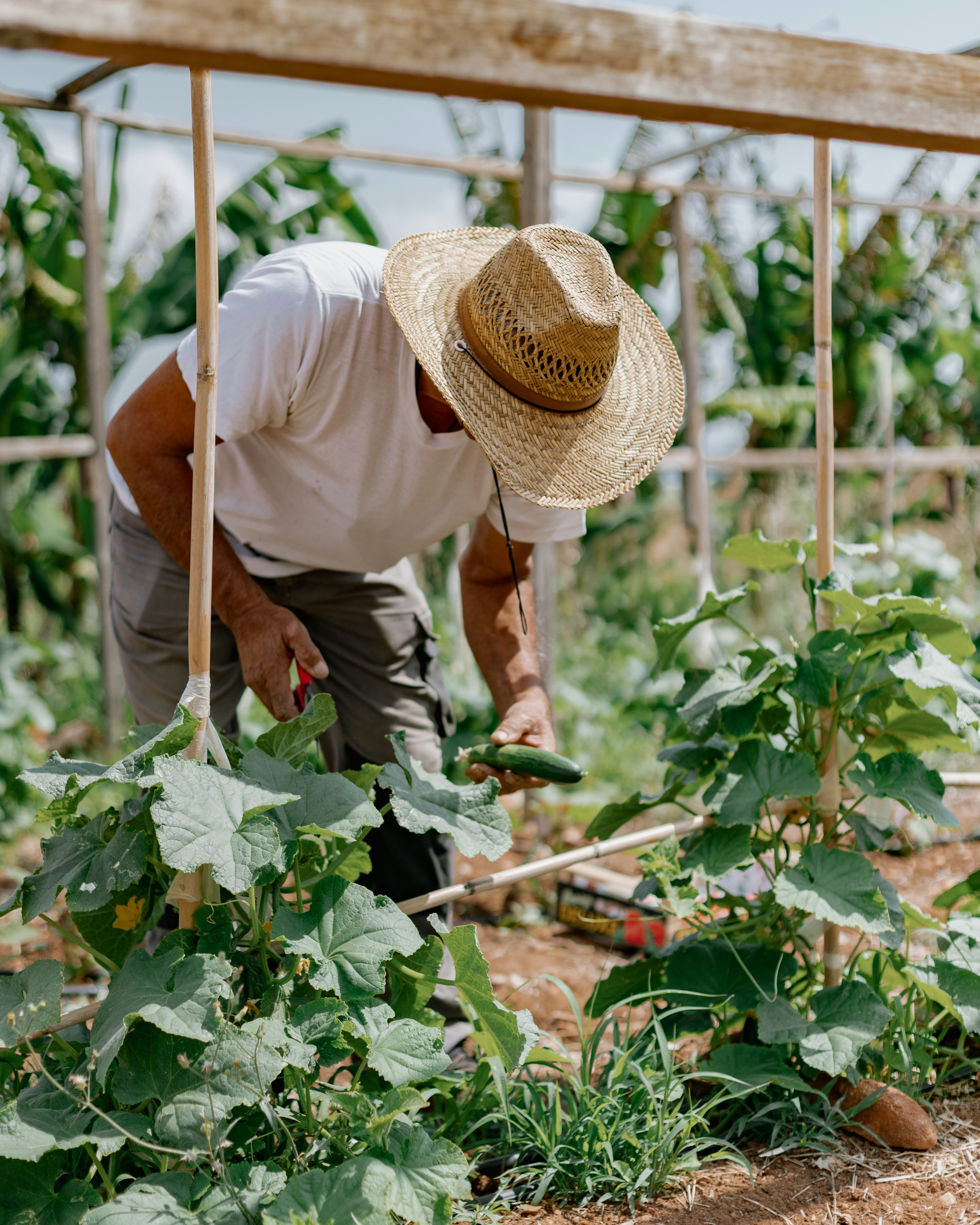 Organic Garden Phaea Farmers