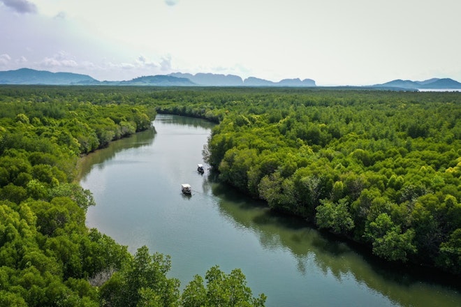 Mangrove Forest Tour