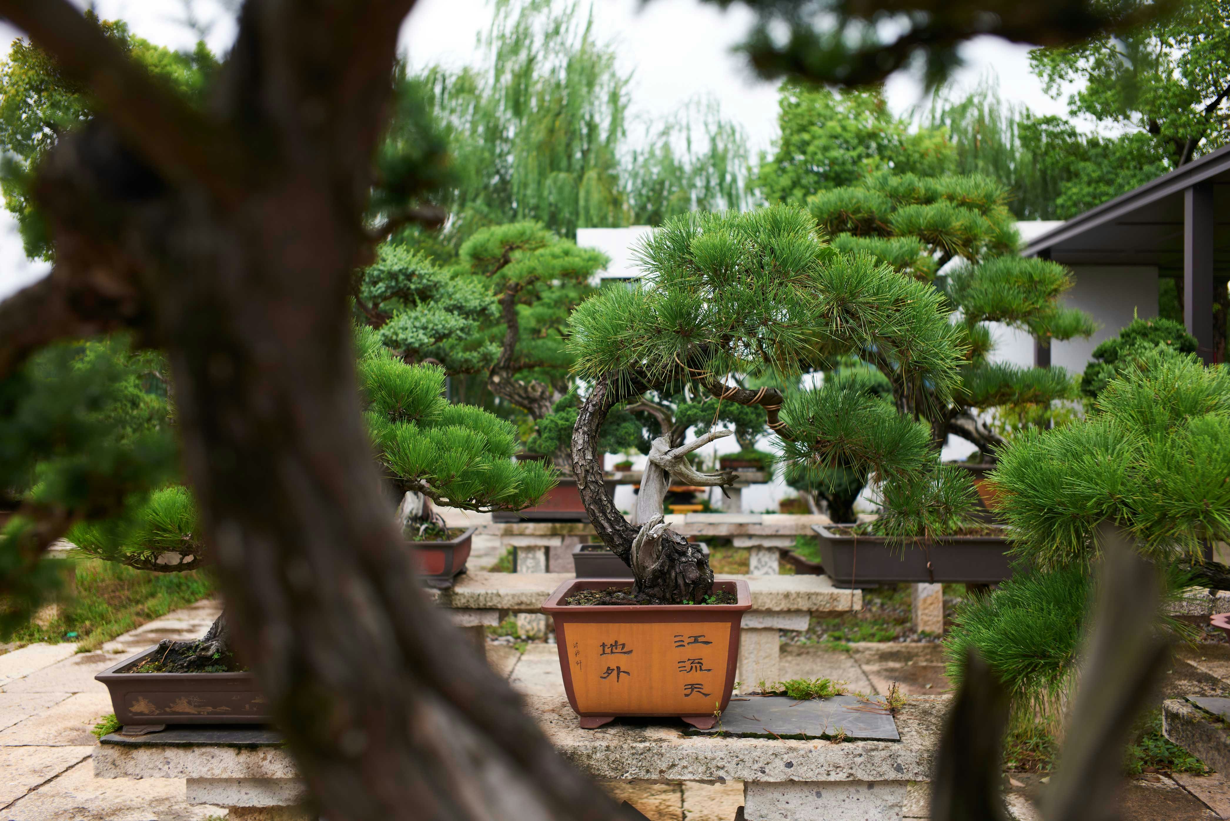 Bonsai Garden