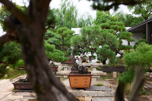 Bonsai Garden