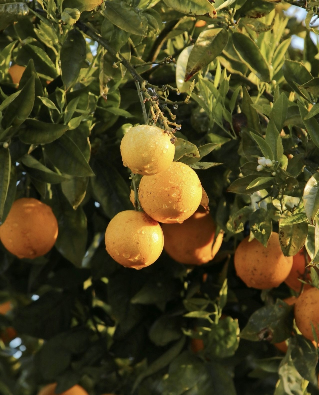 Inari Restaurant - Garden