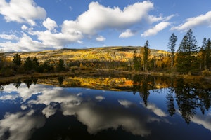 Pond