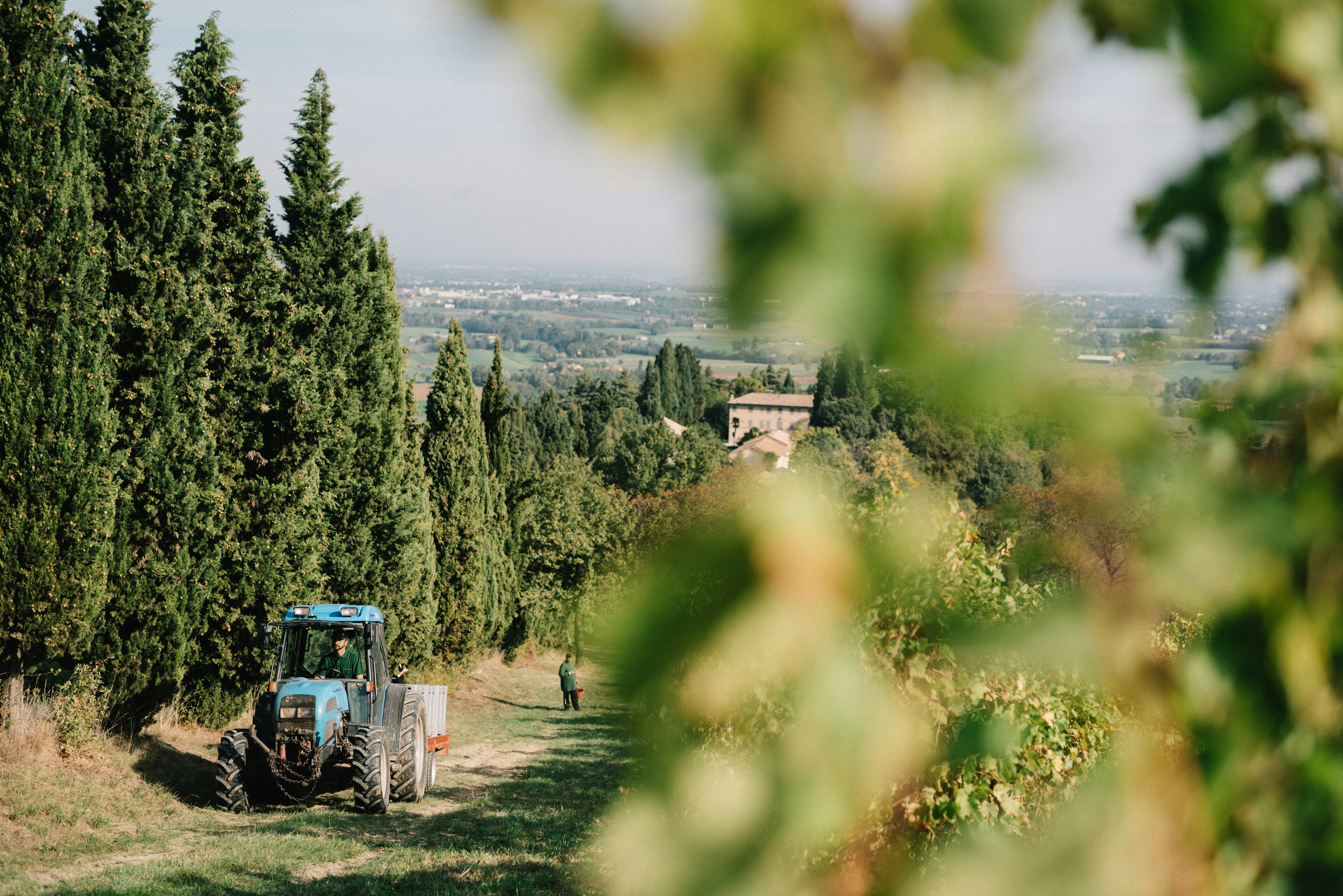 Estate view from vineyards
