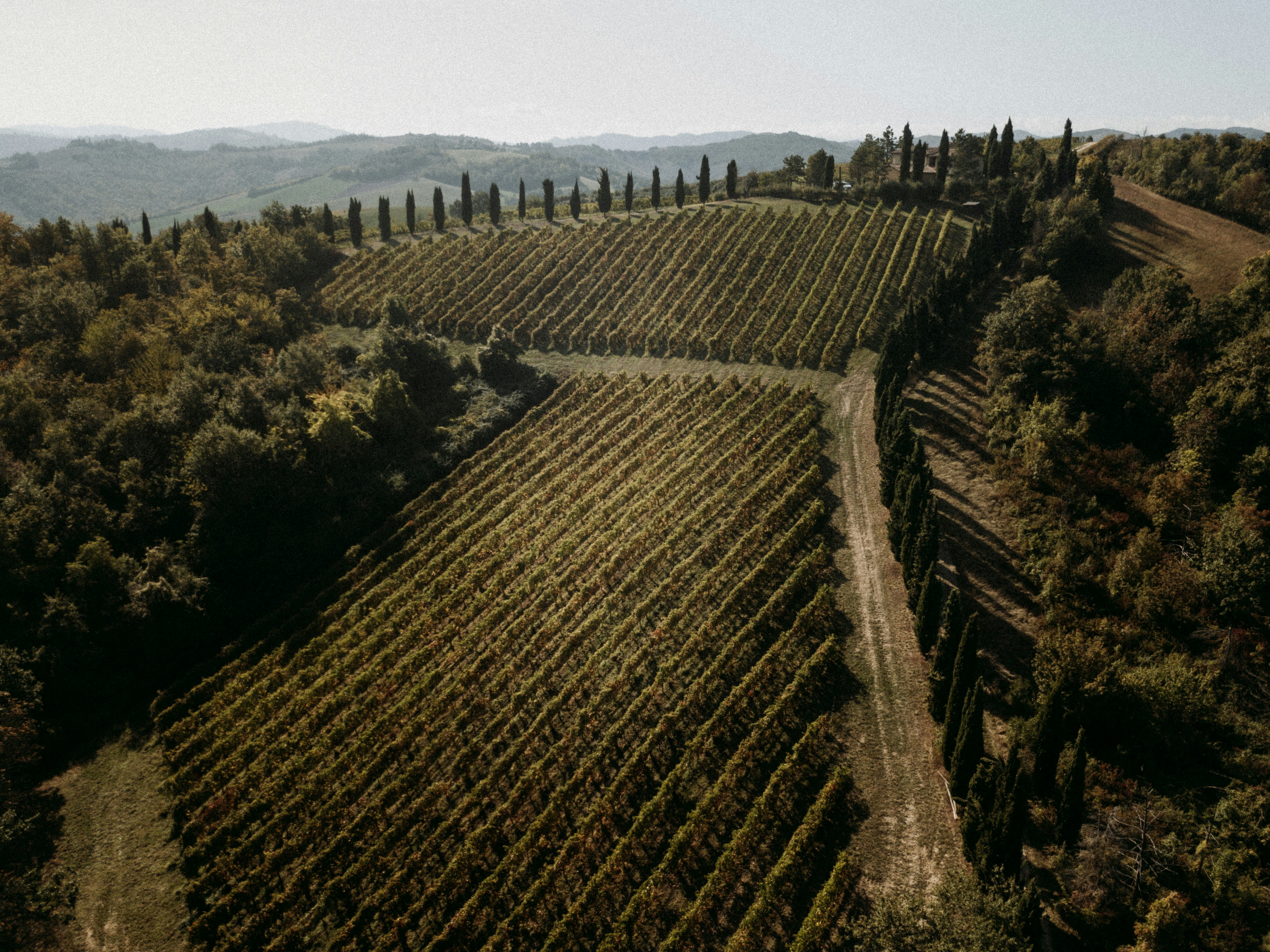 Vineyard Aerial View