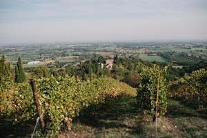 Vineyard