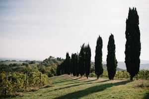 Vineyard