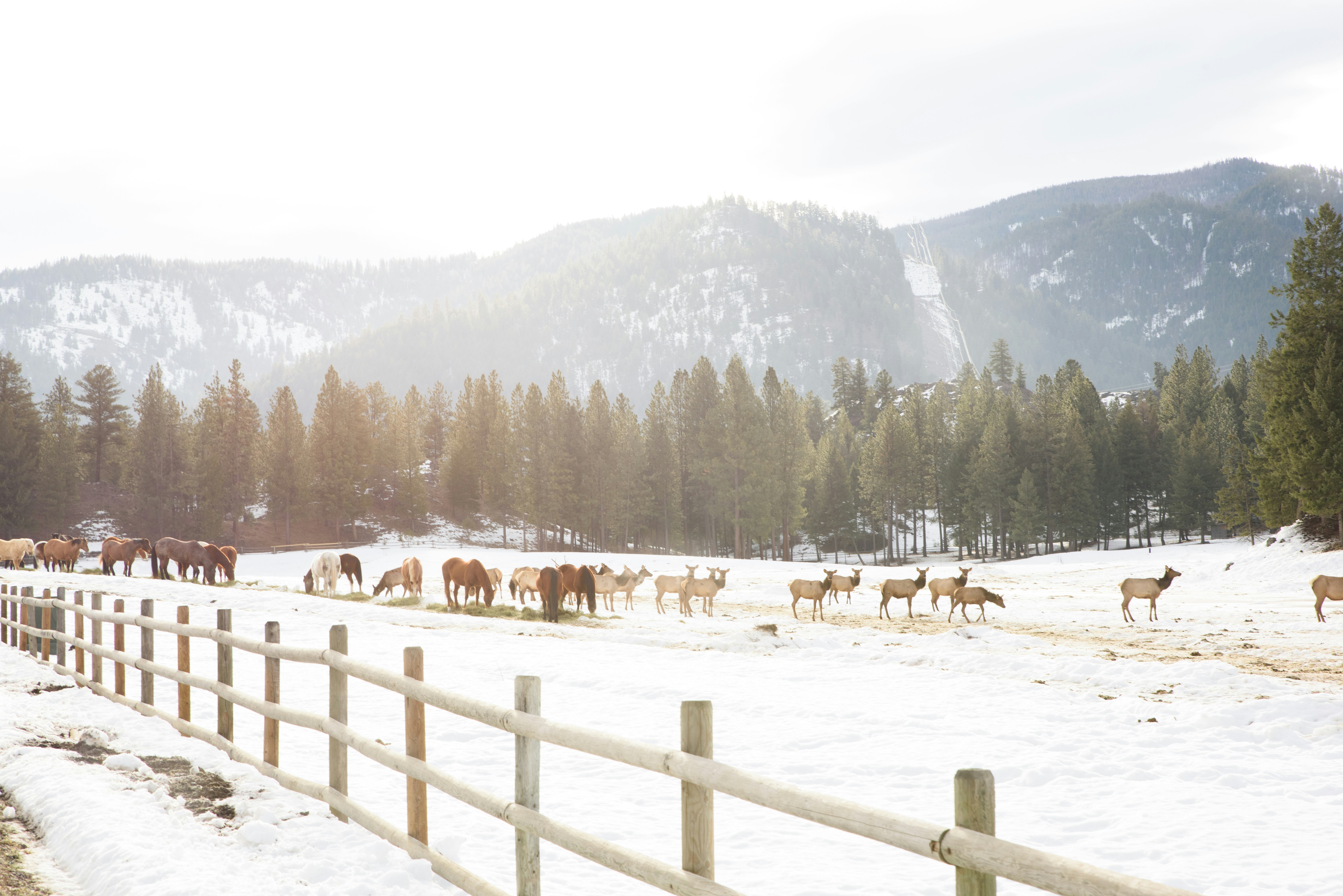 Horses and Elk graze in a winter pasture