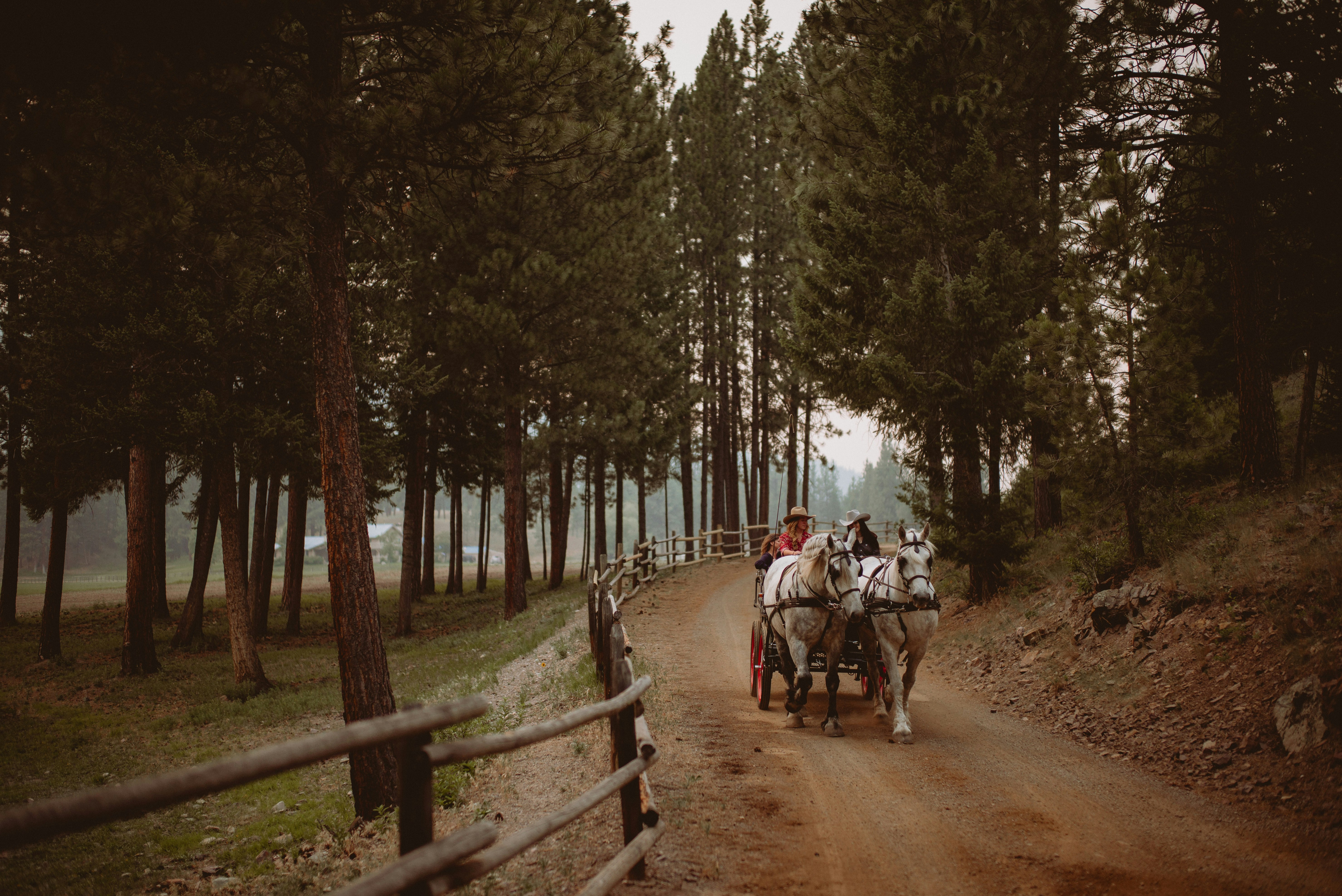 Evening horse-drawn carriage ride
