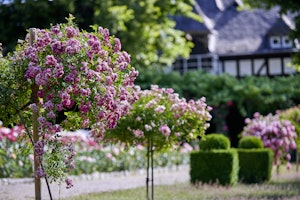 Rose Garden