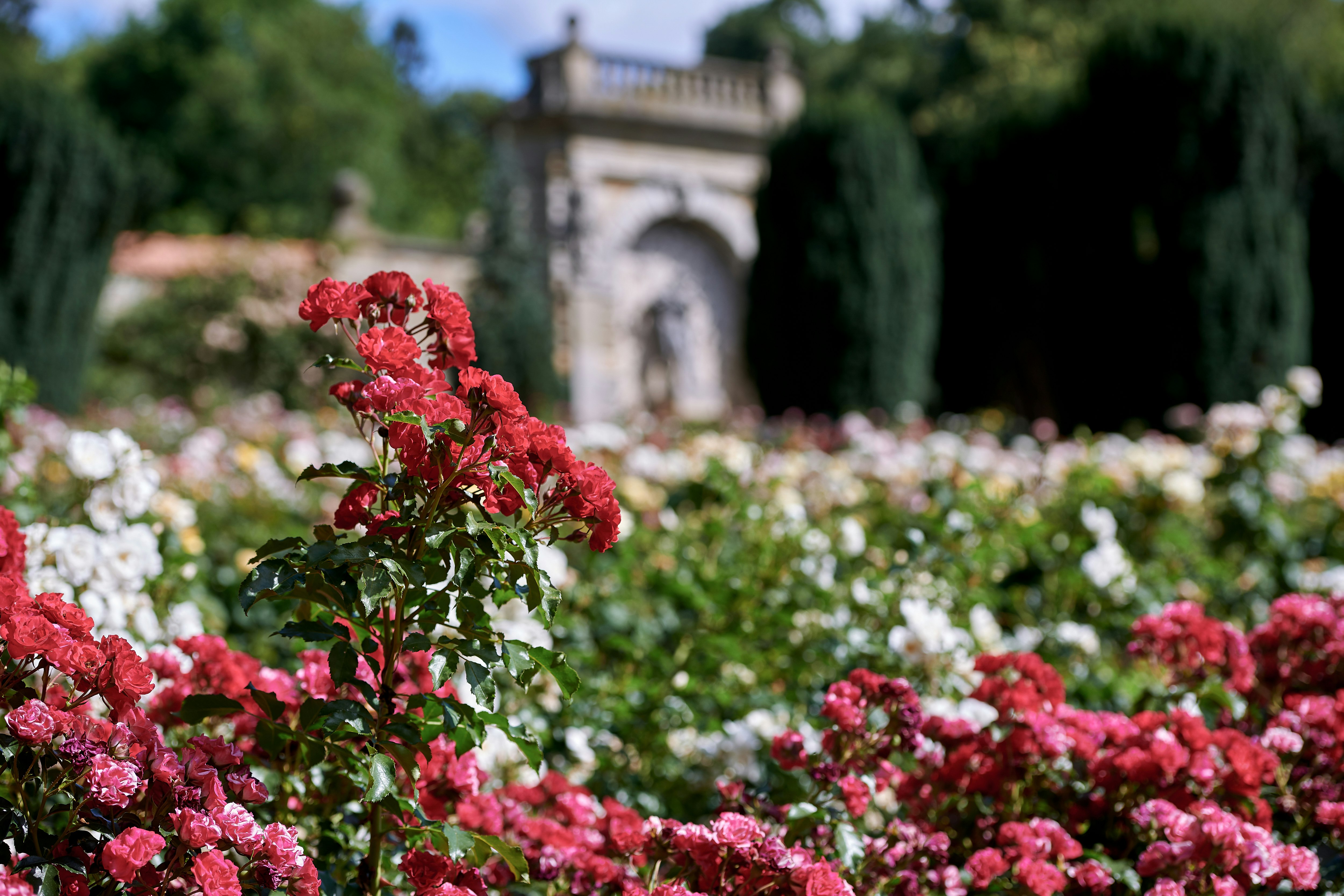 Rose Garden