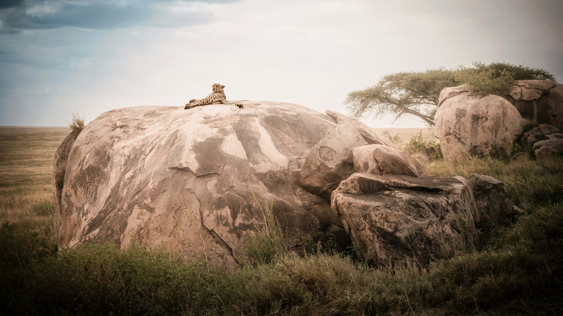Siringit Migration Camp - Wildlife