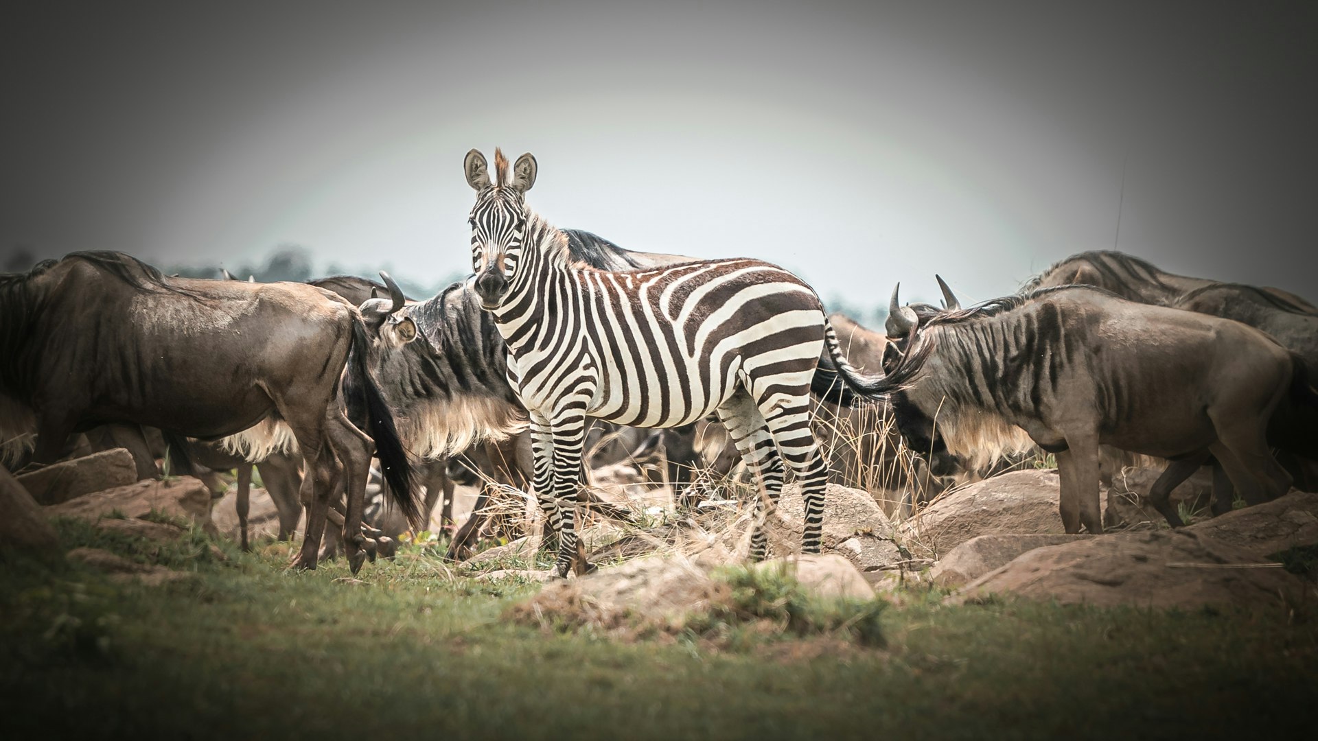 Siringit Migration Camp - Wildlife