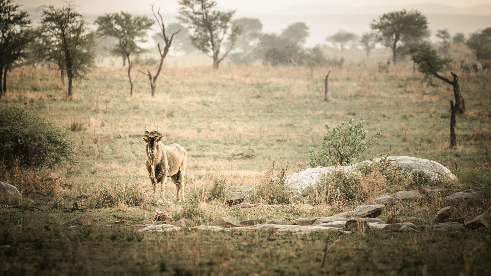 Wildlife Near Camp