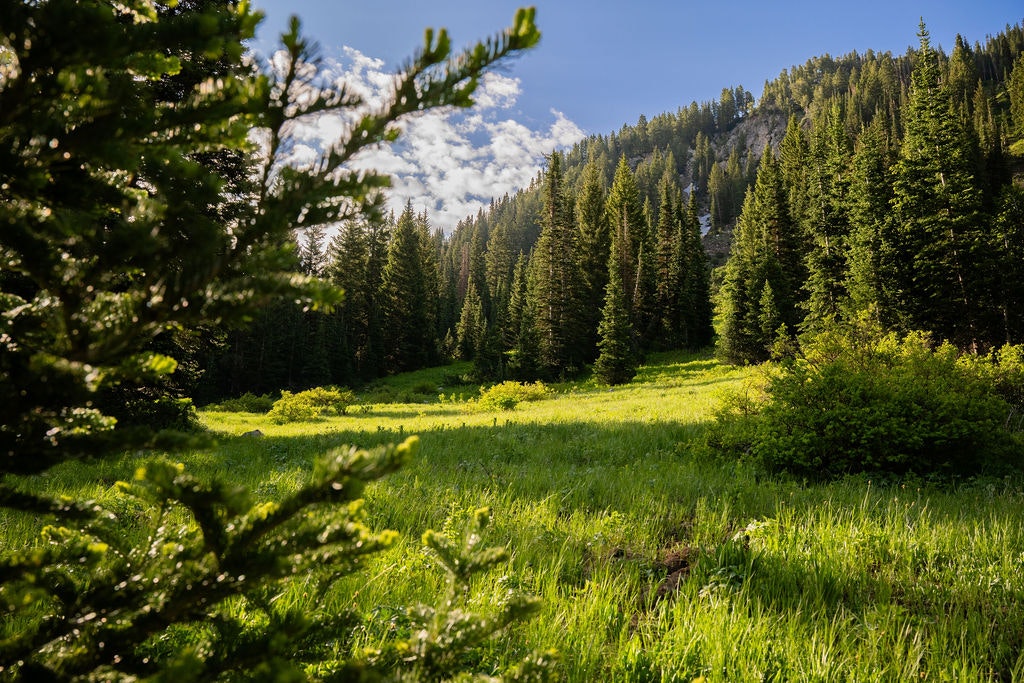 Snowpine Lodge Spring Surrounding Hiking Area