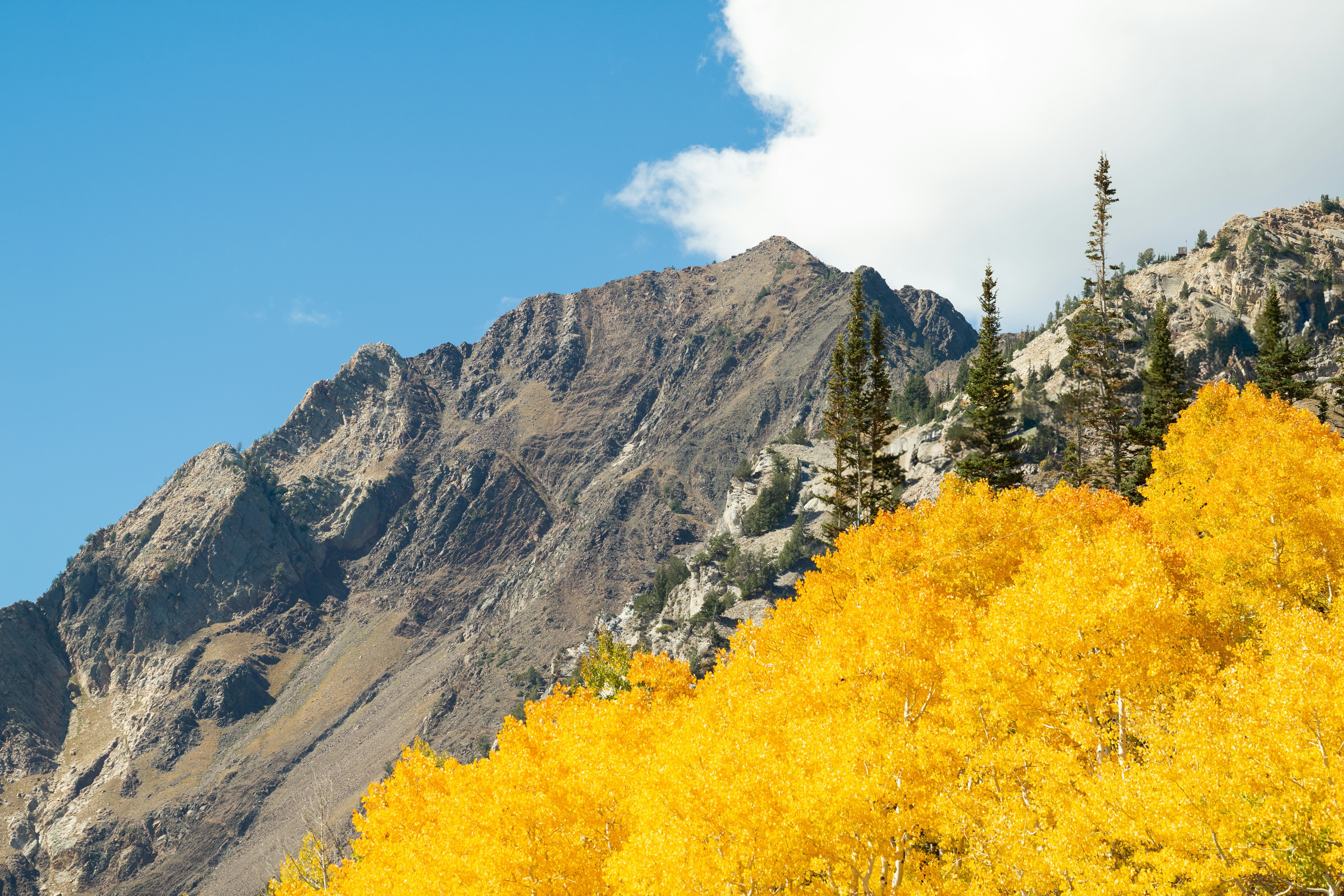 Snowpine Lodge Fall Mt Superior View