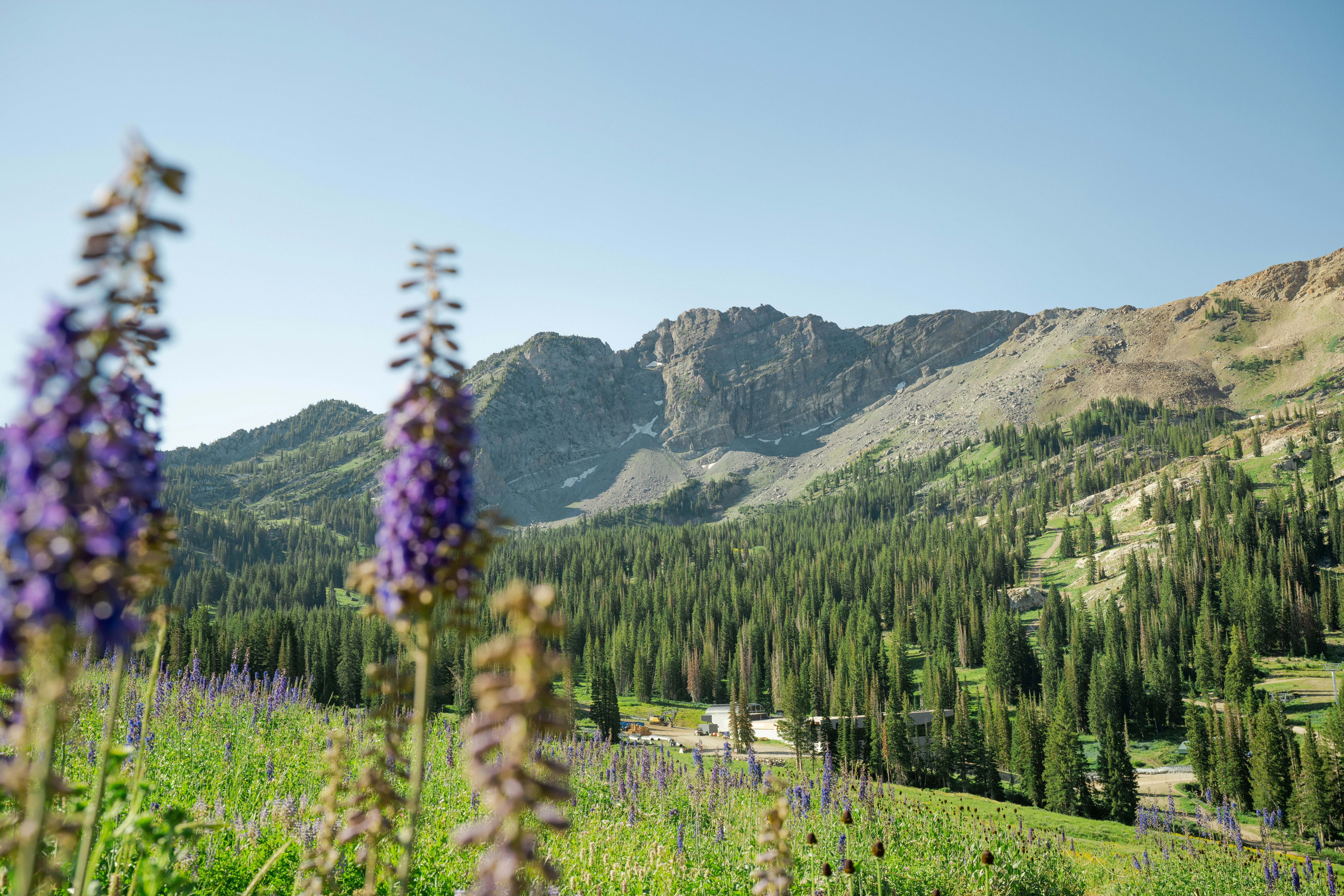 Snowpine Lodge Summer Wildflower Season