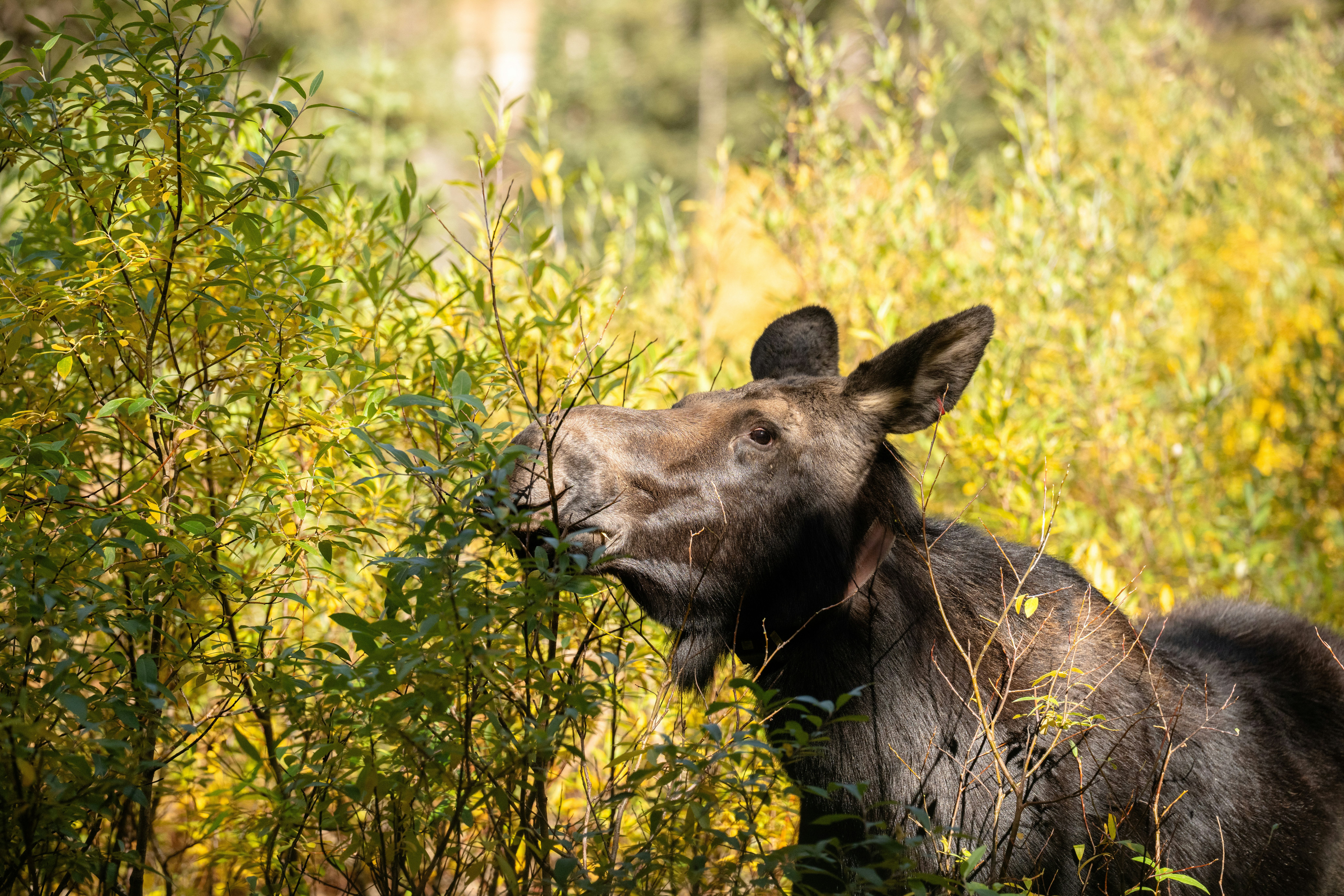 Snowpine Lodge Fall Moose Photo 2