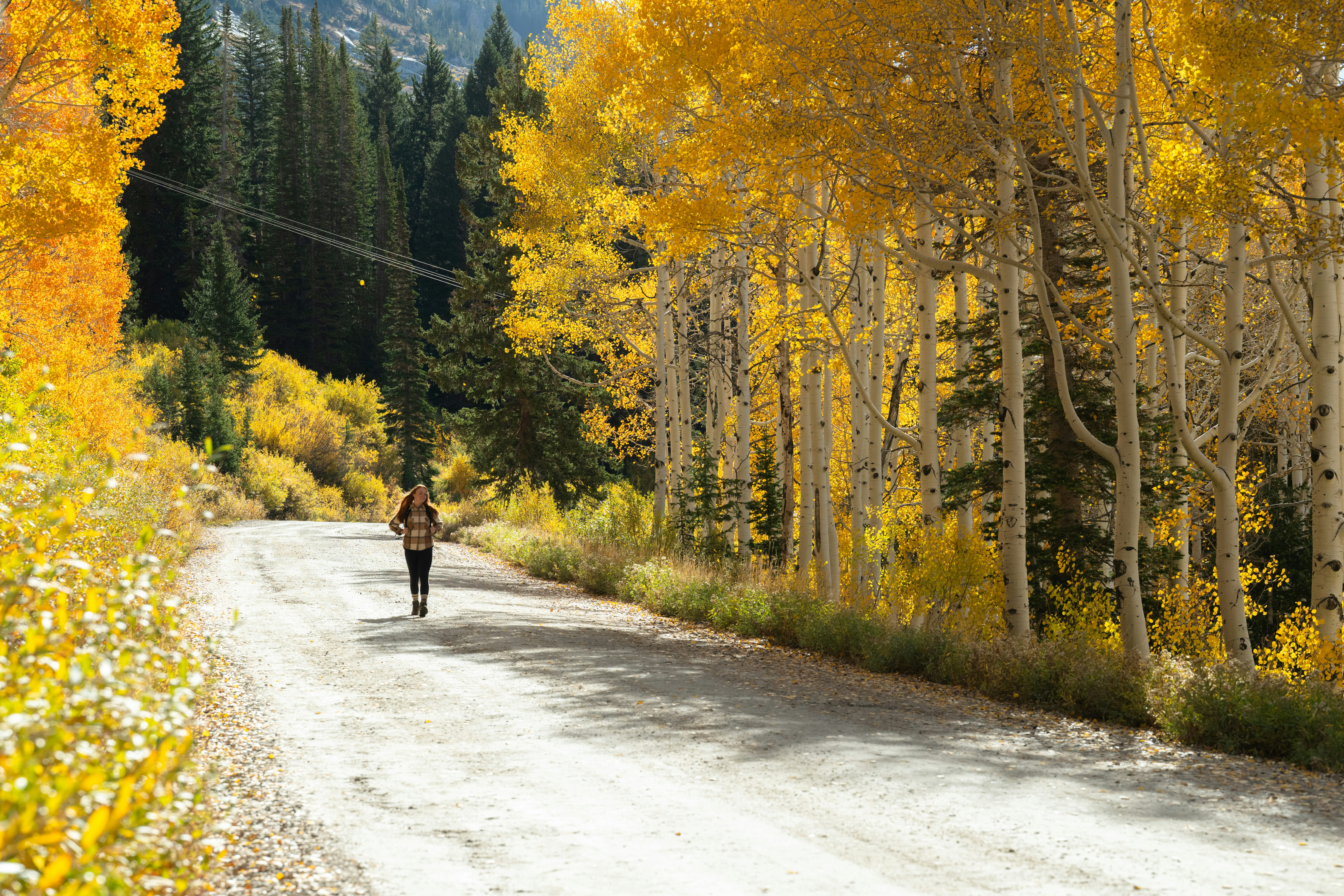 Snowpine Lodge Fall Summer Road Photo 2