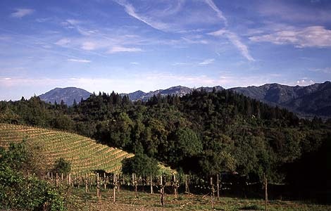 Napa Valley View