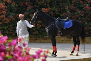 Horse Riding - In-house Activity