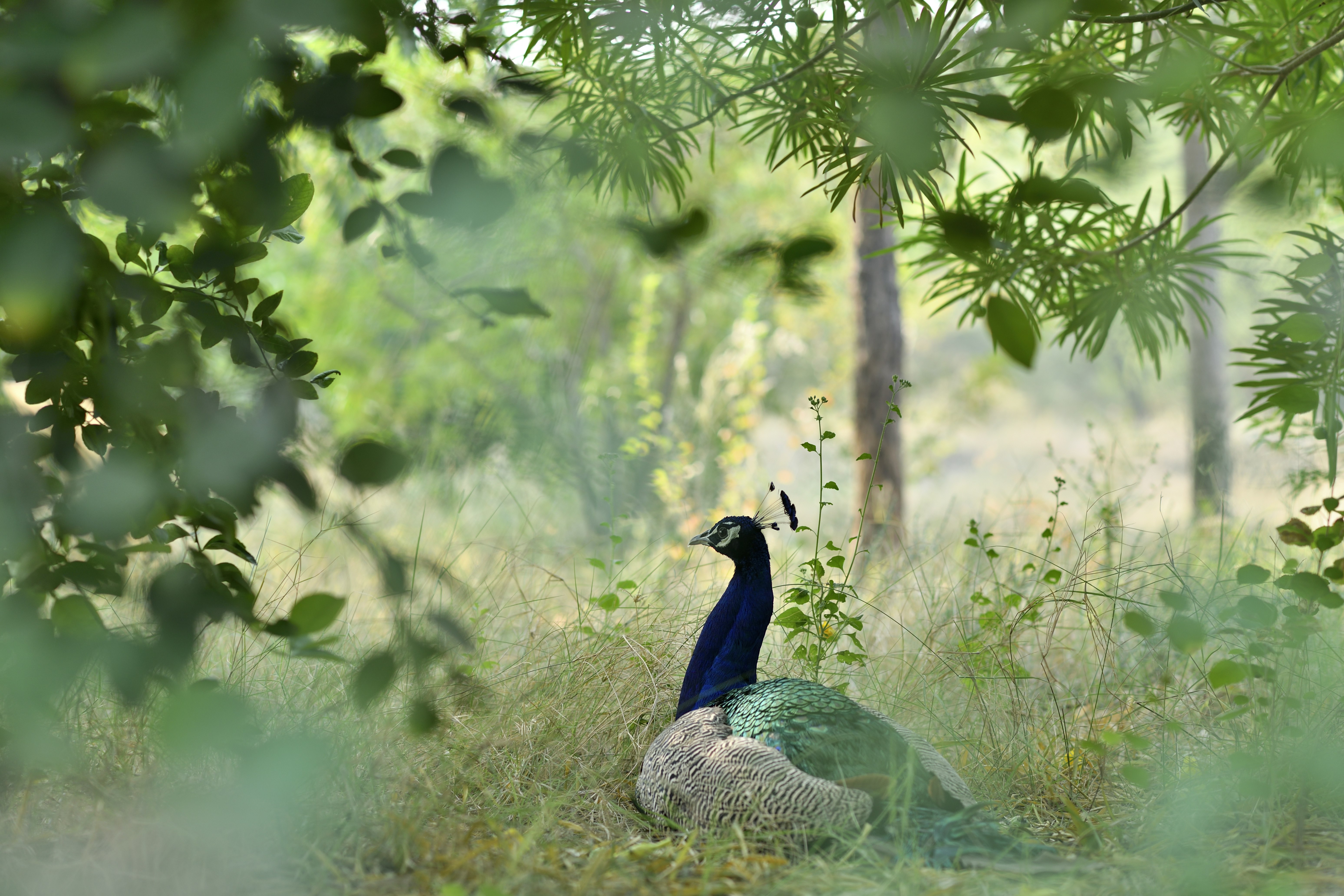 Suryagarh Jaisalmer's Garden