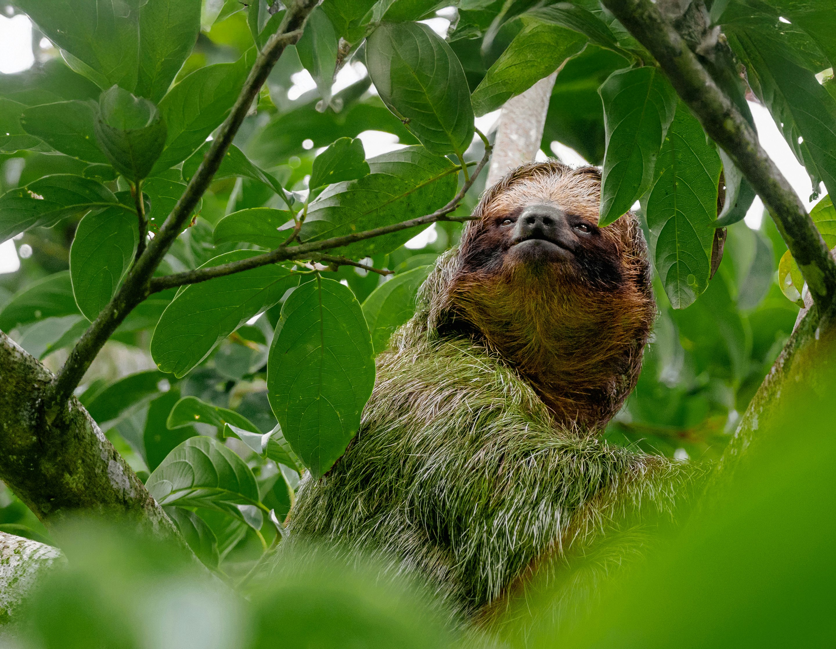 Tabacon Nature and Adventure