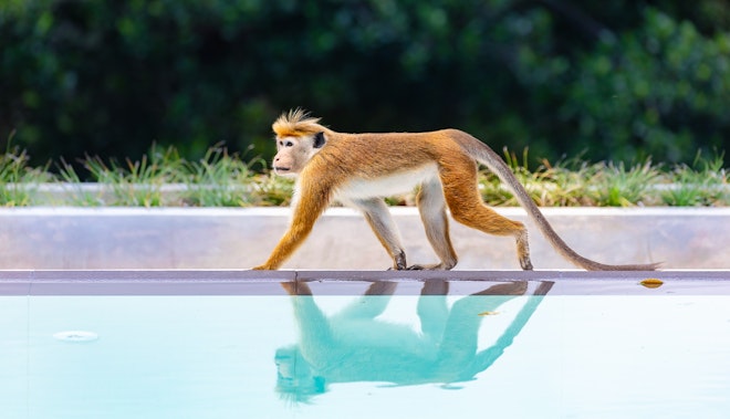 Resort Wildlife