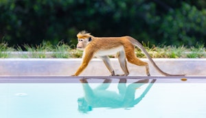 Resort Wildlife