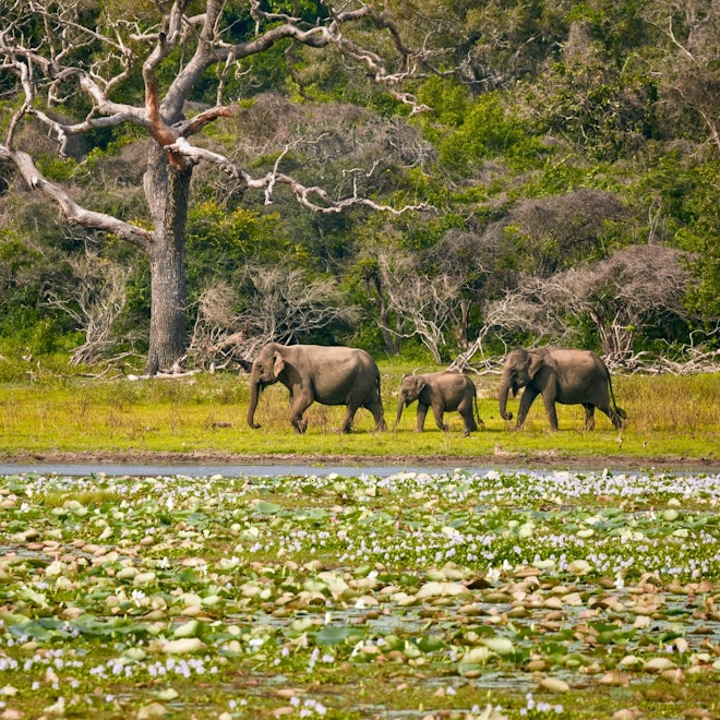 Minneriya Elephant Safari