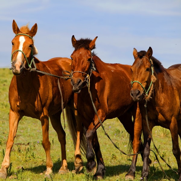 Mongolian Horses in front of the hotel