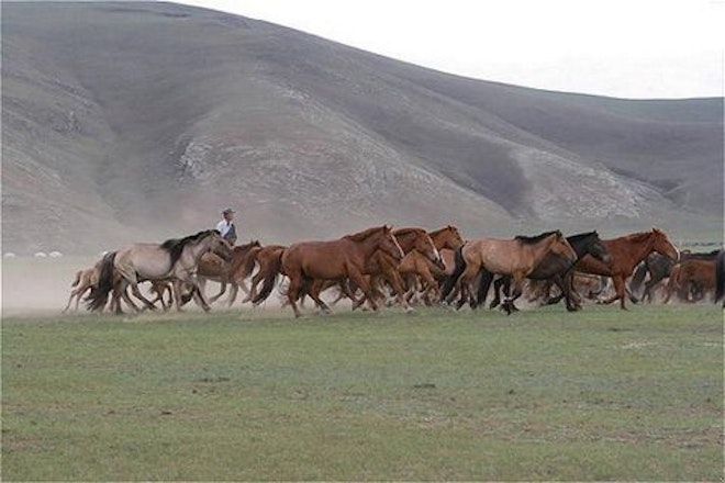 Wild Horses