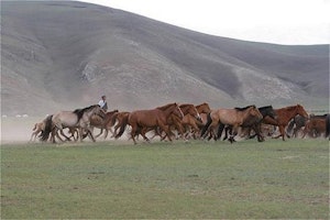Wild Horses