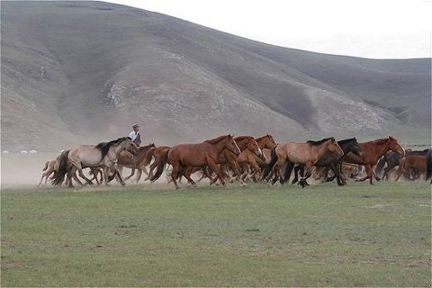 Wild Horses