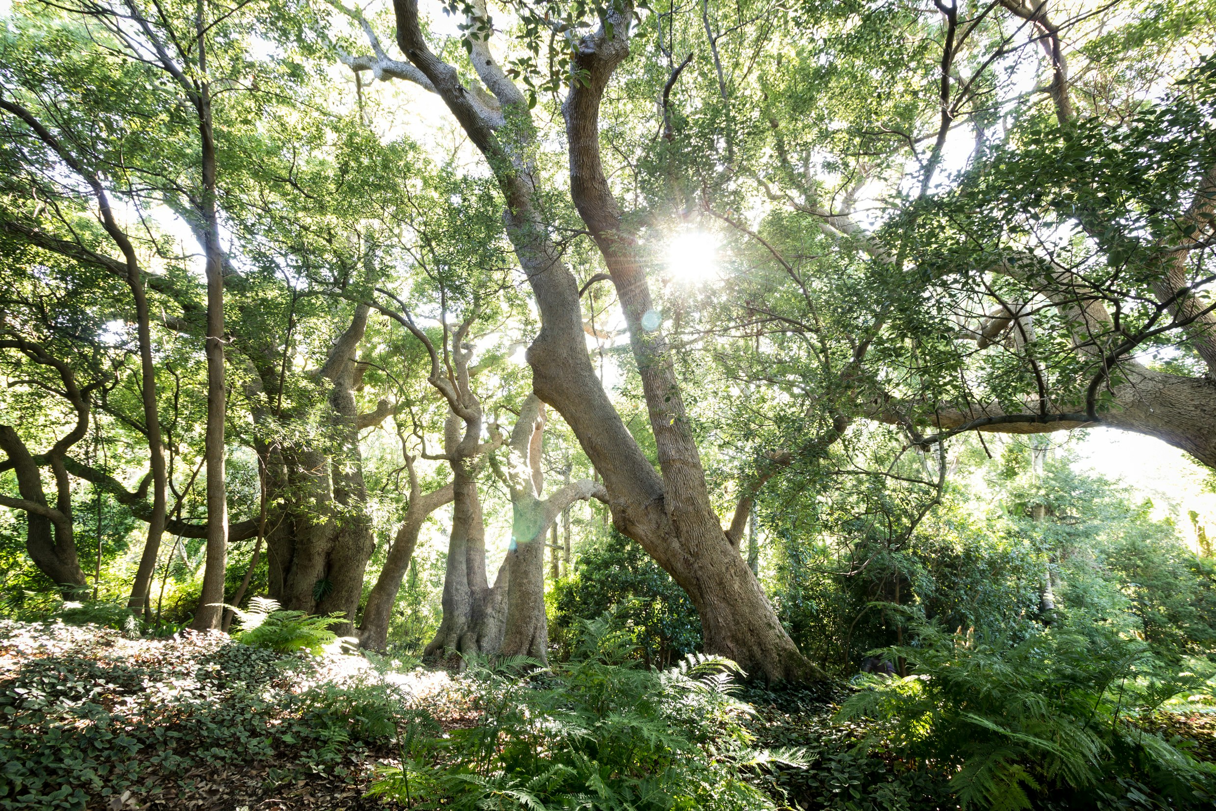 Garden - Historial Camphor Trees