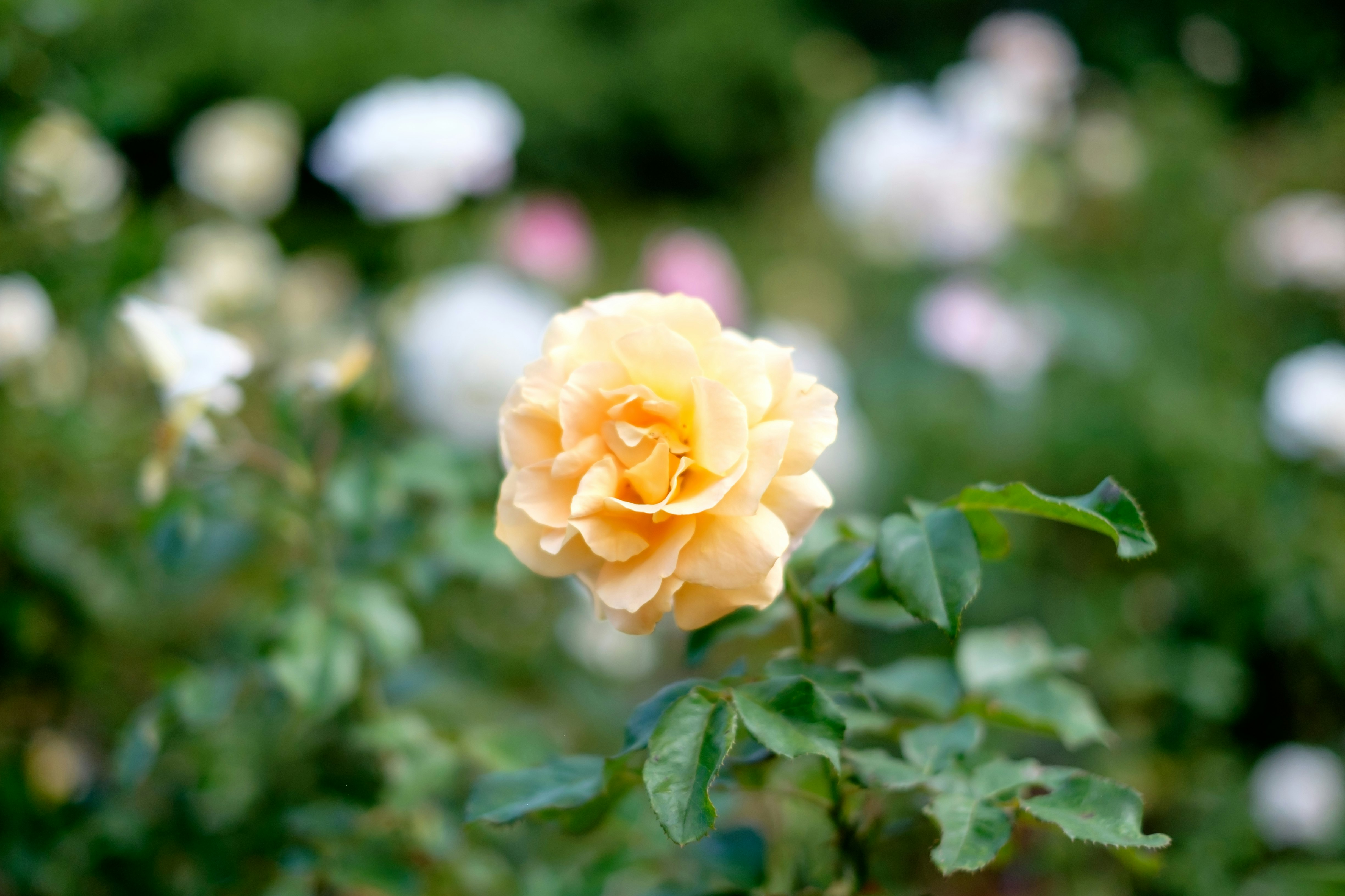 Garden - Liz McGrath Rose