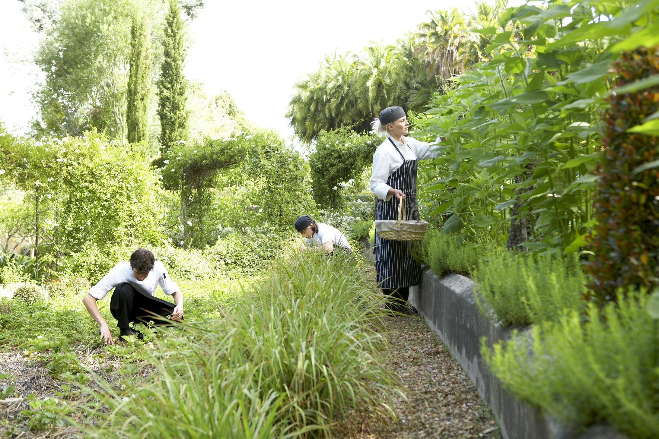 Herb & Vegetable Gardens