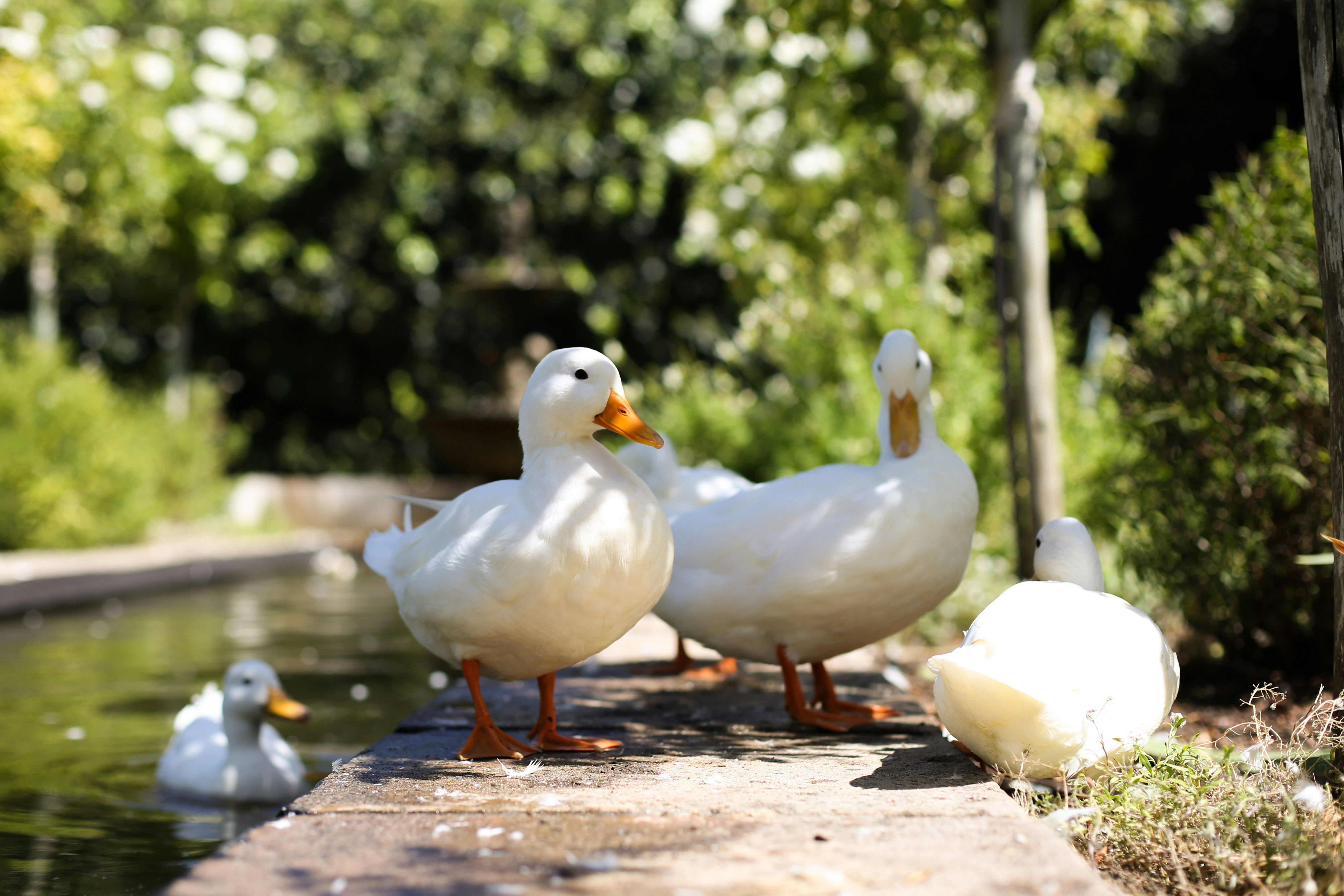 Garden - Resident Ducks